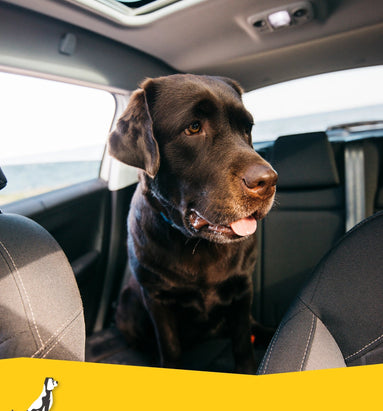 Je hond in een warme auto: Het kan dodelijk zijn!