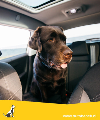 Je hond in een warme auto: Het kan dodelijk zijn!
