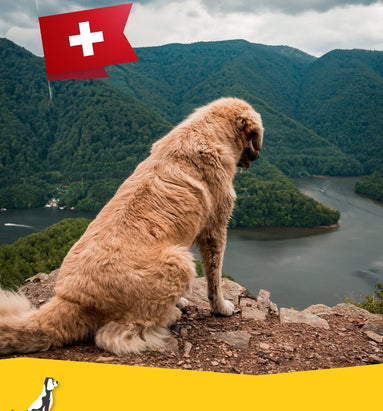 Reizen met uw hond naar Zwitserland