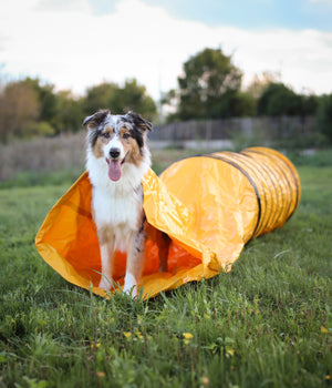 Agility Tunnel  met slurf
