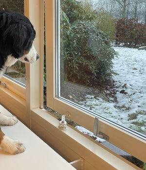 Puppy veiligheidskit 9 stuks