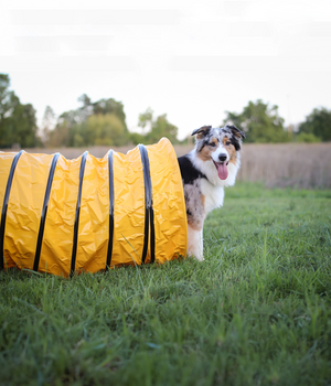 Agility Tunnel  met slurf