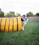 Agility Tunnel  met slurf