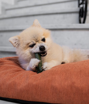 Garden Bites Toby Toothbrush