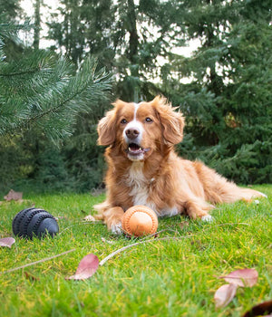 Hondenspeelgoed Snackspeeltje Nibble me  Rugby  Oranje