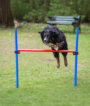Agility set K2 Tunnel, slalom 4 palen,  Horde en springring