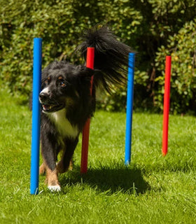 Agility set K2 Tunnel, slalom 4 palen,  Horde en springring