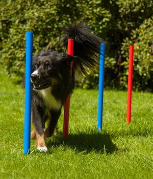 Agility set K2 Tunnel, slalom 4 palen,  Horde en springring