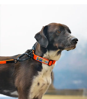 Halsband Oranje Action Collar