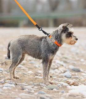 Halsband Oranje Action Collar