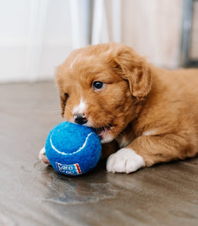 Puppypakket voor grote honden