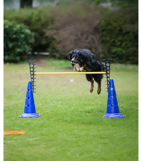 Agility Pylon  51 cm  hoog per stuk