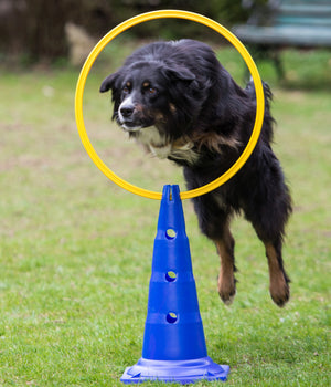 Agility Pylon  51 cm  hoog per stuk