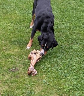 Dinobot knokkelbeen circa 30 cm per stuk verpakt