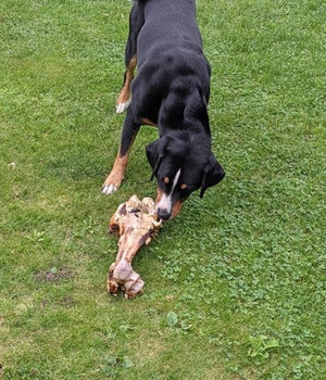 Dinobot knokkelbeen circa 30 cm per stuk verpakt