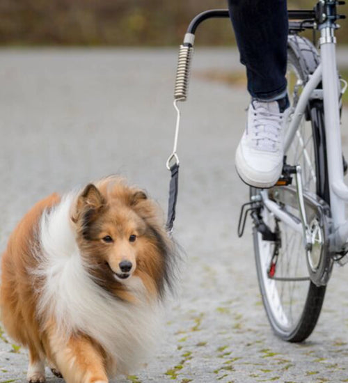 Fietsbeugel voor kleine en middelgrote honden