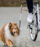 Fietsbeugel voor kleine en middelgrote honden