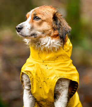 Regenjas ciro geel