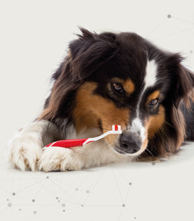 Tandpasta & Borstel Combi-Pack Puppy