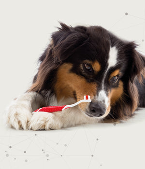 Tandpasta & Borstel Combi-Pack Puppy