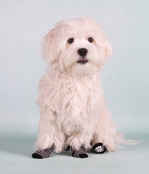 Hondensokjes set 4 stuks