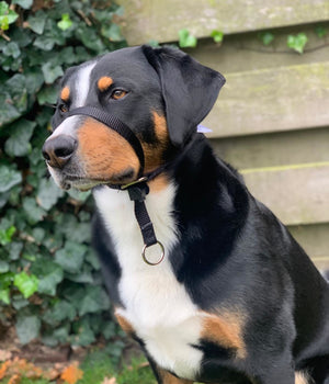 Anti trek tuig Gentle Leader zwart maat M voor de middel grote hond