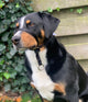 Anti trek tuig Gentle Leader zwart maat M voor de middel grote hond