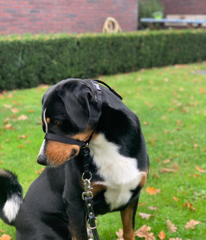 Anti trek tuig Gentle Leader zwart maat M voor de middel grote hond