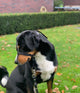 Anti trek tuig Gentle Leader zwart maat M voor de middel grote hond