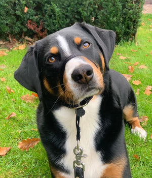 Anti trek tuig Gentle Leader zwart maat M voor de middel grote hond