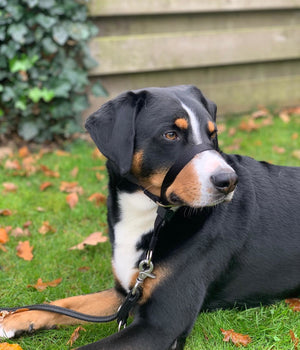 Anti trek tuig Gentle Leader zwart maat M voor de middel grote hond