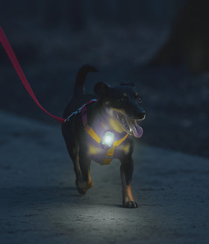LED Veiligheidslampje Zwart-7x4cm