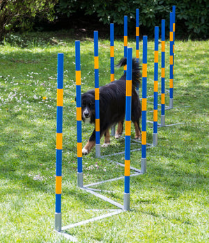 Agility  professionele FCI slalom set 12 delig