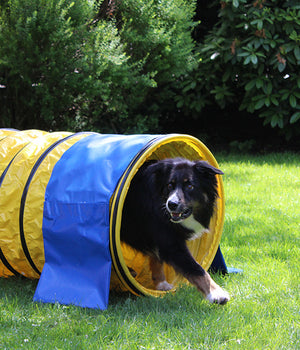 Agility  Professionele FCI tunnel geel 5 meter x 60 cm