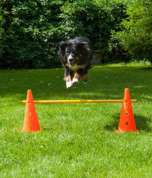 Agility horde met springstok 38 x 100 cm