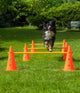 Agility horde met springstok 38 x 100 cm