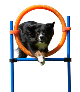 Agility Springring