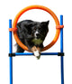 Agility Springring