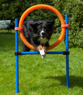 Agility Springring