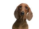 Hond