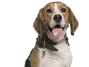 Hond