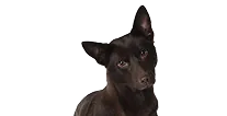 Hond
